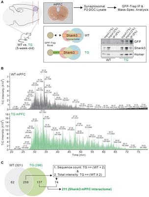 Integrative Analysis of Brain Region-specific Shank3 Interactomes for Understanding the Heterogeneity of Neuronal Pathophysiology Related to SHANK3 Mutations